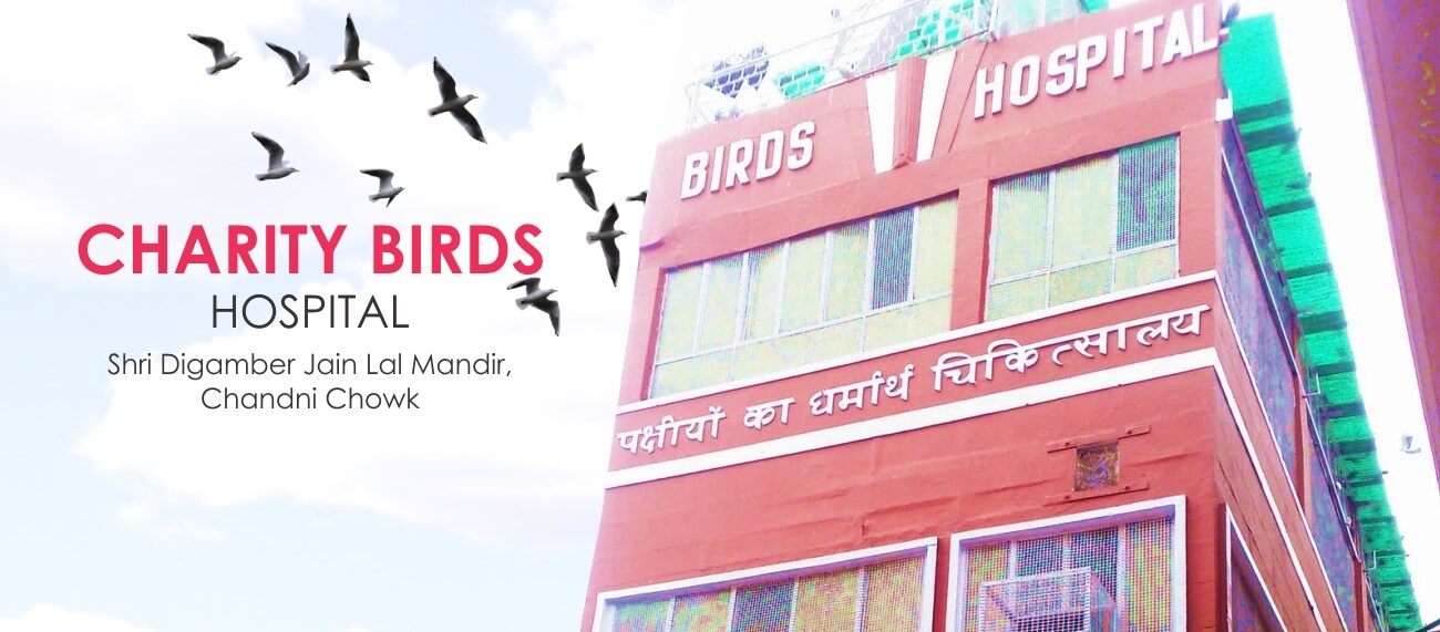 Charity Birds Hospital